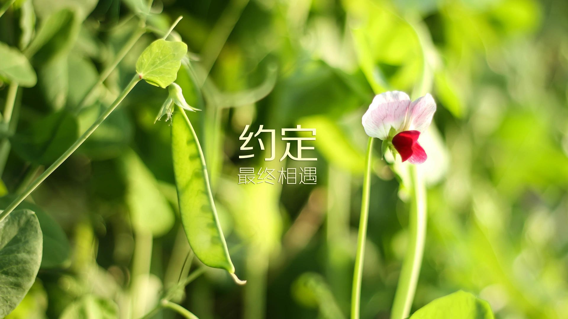 九游网页版官网入口-_快船团队配合默契，共创连胜_，快船队成员名单