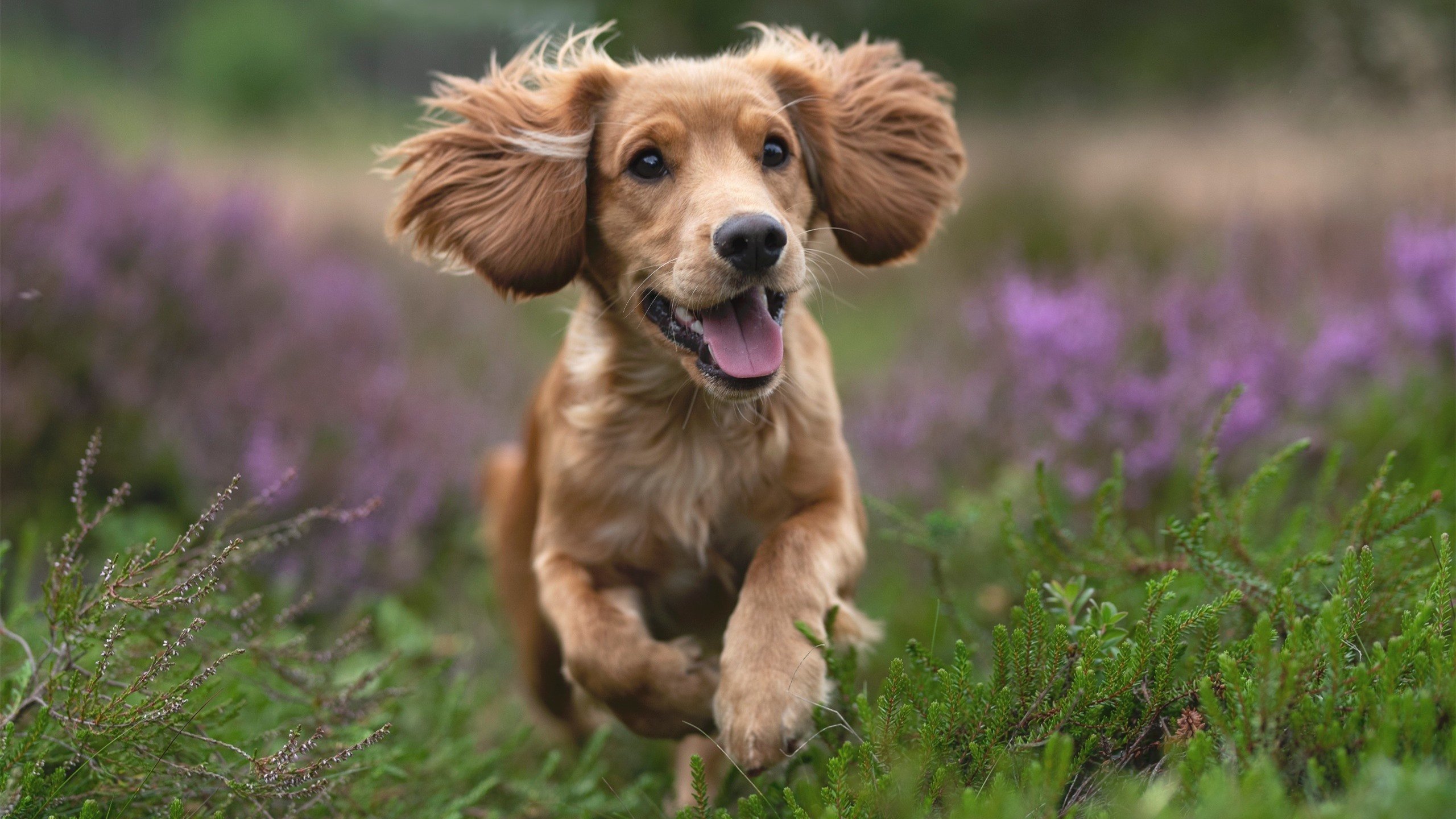 勇士队核心伤愈复出，提振球队士气，勇士核心球员