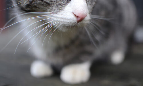 男子100自冲刺节奏曲线首次发布,男子100米冲刺比赛视频