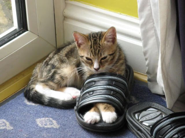 法甲战术革新：变阵引领新风口！，法甲改革