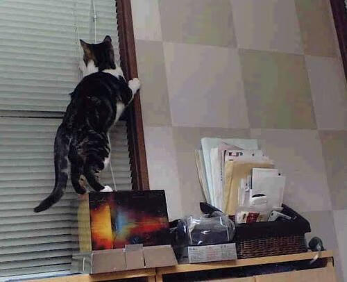 波尔曼的攻防一体打法，使袋鼠队全面提升，波尔曼斯